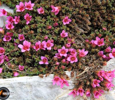 Saxifrage à feuilles opposées_Dévoluy