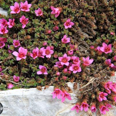Saxifrage à feuilles opposées_Dévoluy