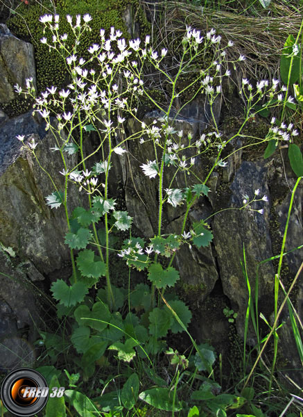 Saxifrage à feuilles rondes_Matheysine