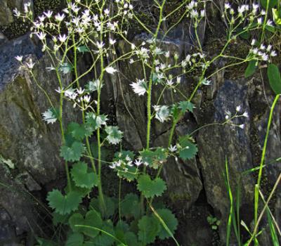 Saxifrage à feuilles rondes_Matheysine