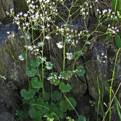 Saxifrage à feuilles rondes_Matheysine