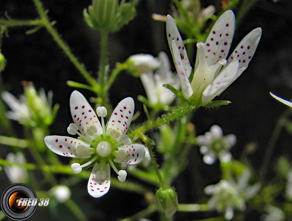 Saxifrage à feuilles rondes2_Matheysine