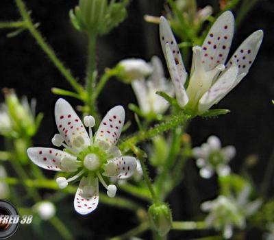 Saxifrage à feuilles rondes2_Matheysine