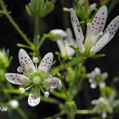 Saxifrage à feuilles rondes2_Matheysine