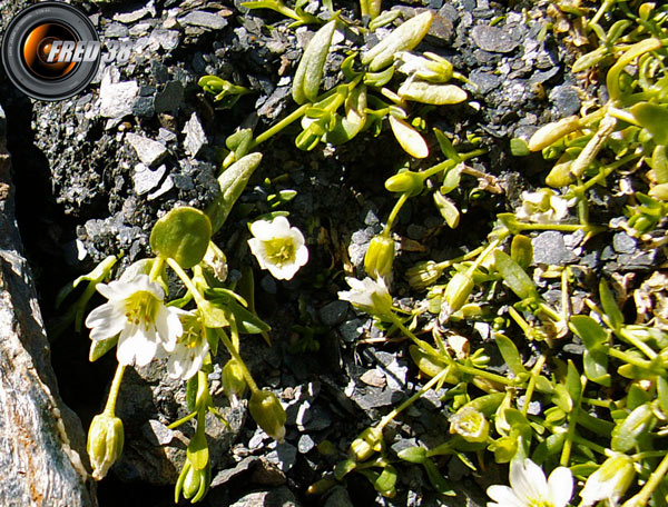 Saxifrage à feuilles en languette_Rousses