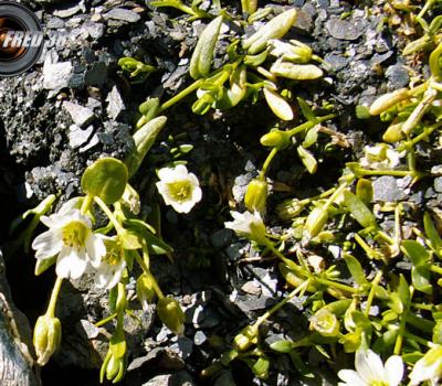 Saxifrage à feuilles en languette_Rousses