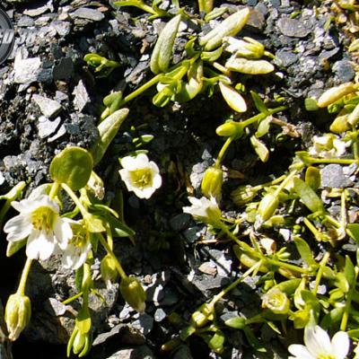 Saxifrage à feuilles en languette_Rousses