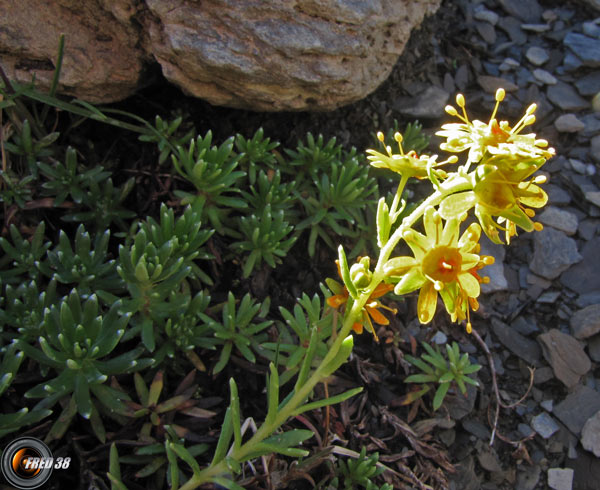 Saxifrage des Ruisseaux2_Ecrins