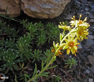 Saxifrage des Ruisseaux2_Ecrins