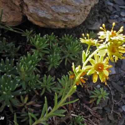 Saxifrage des Ruisseaux2_Ecrins