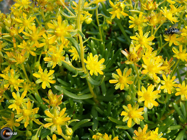 Saxifrage des Ruisseaux1_Belledonne