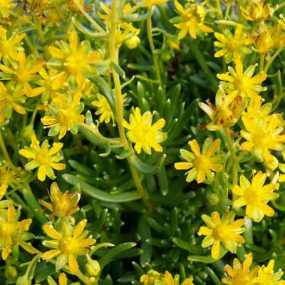 Saxifrage des Ruisseaux1_Belledonne