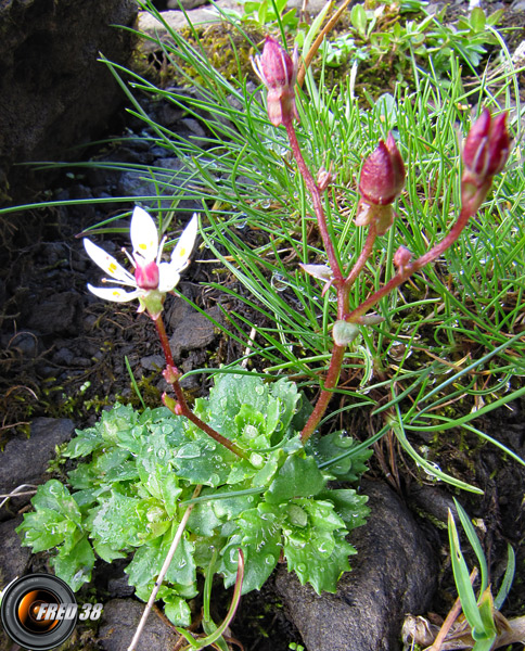 Saxifrage étoilé1_Bornes