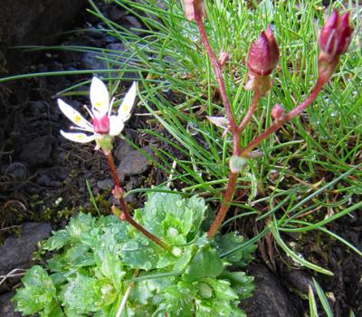 Saxifrage étoilé1_Bornes