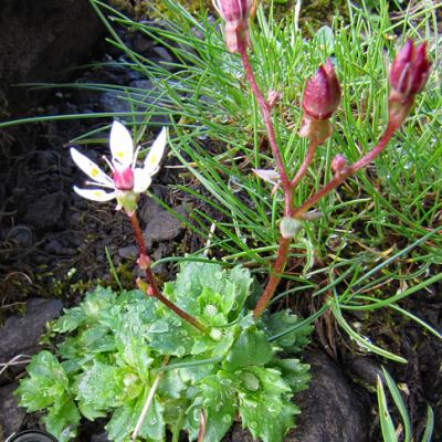 Saxifrage étoilé1_Bornes