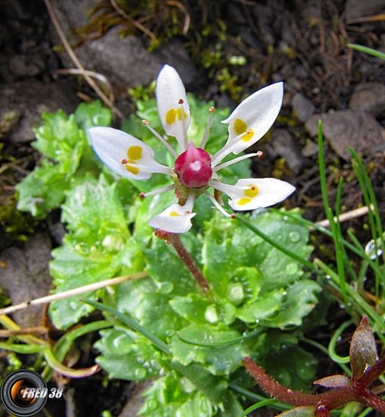 Saxifrage étoilé2_Bornes