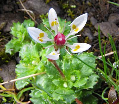 Saxifrage étoilé2_Bornes