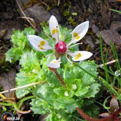 Saxifrage étoilé2_Bornes