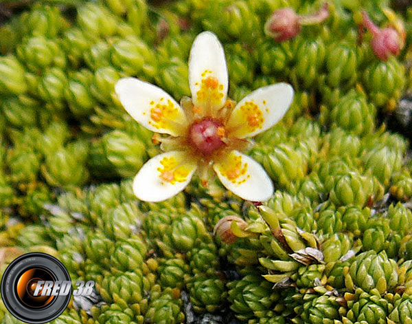 Saxifrage faux bryum_Lauzière