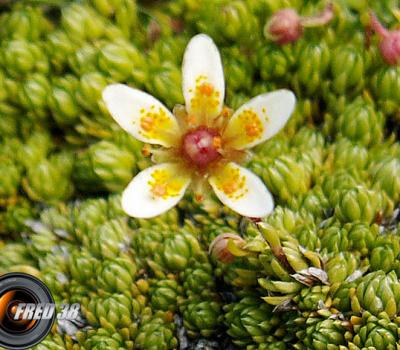 Saxifrage faux bryum_Lauzière