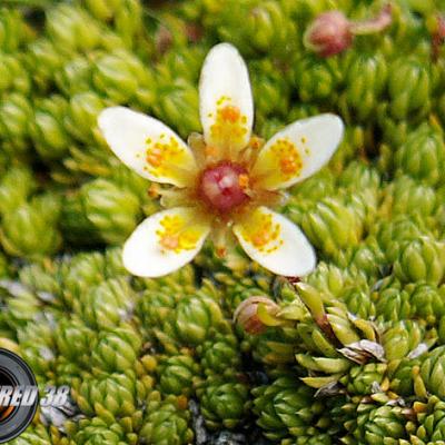 Saxifrage faux bryum_Lauzière