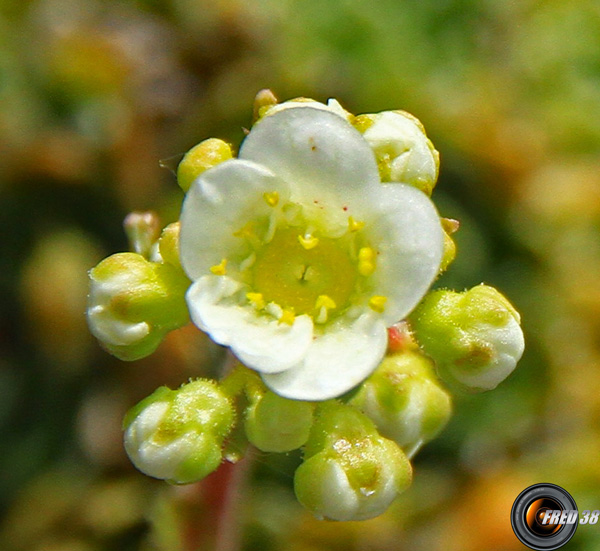 Saxifrage paniculée_Baronnies