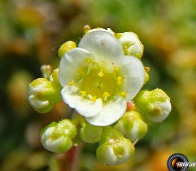 Saxifrage paniculée_Baronnies