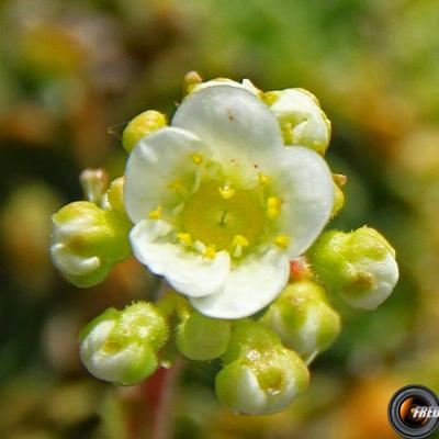 Saxifrage paniculée_Baronnies