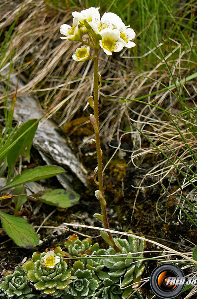 Saxifrage paniculée_Queyras