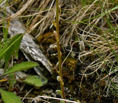 Saxifrage paniculée_Queyras