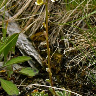 Saxifrage paniculée_Queyras