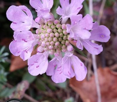 Scabieuse colombaire_Bauges