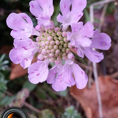 Scabieuse colombaire_Bauges