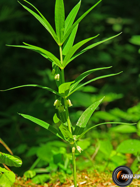 Sceau de Salomon verticillé_Chartreuse