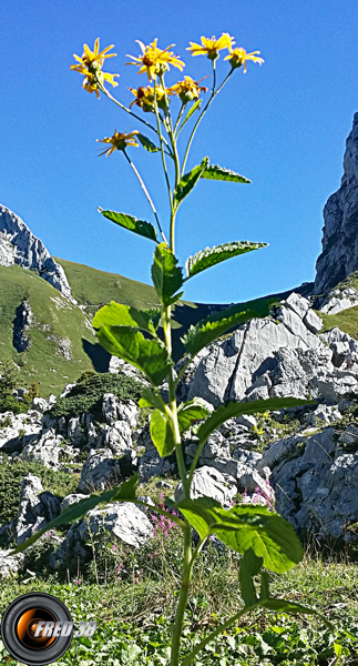 Sénéçon jacobée1_Chablais