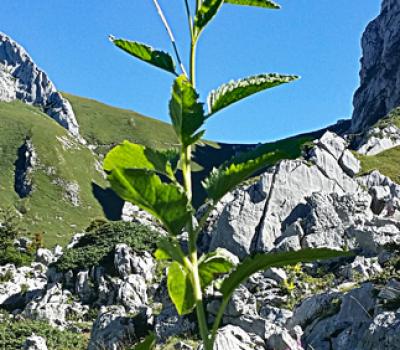 Sénéçon jacobée1_Chablais