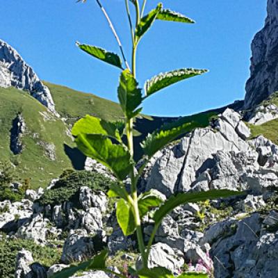 Sénéçon jacobée1_Chablais