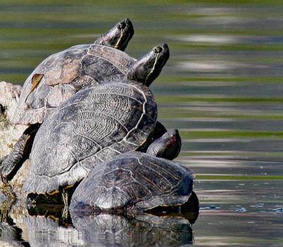 Tortues de Floride