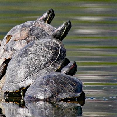 Tortues de Floride