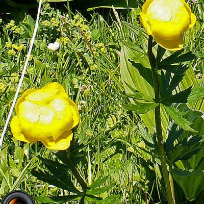 Trolle d'Europe_Chartreuse