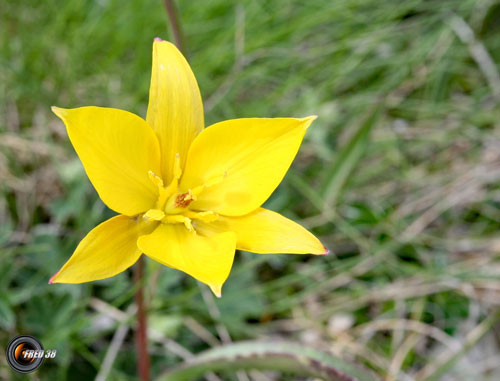 Tulipe australe_Dévoluy