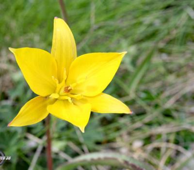 Tulipe australe_Dévoluy