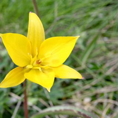 Tulipe australe_Dévoluy
