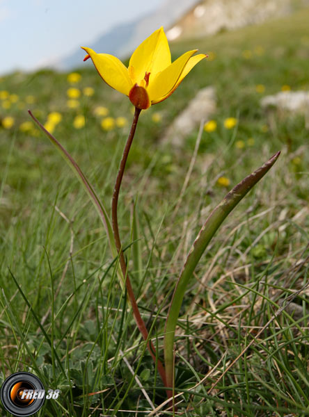 Tulipe australe2_Dévoluy