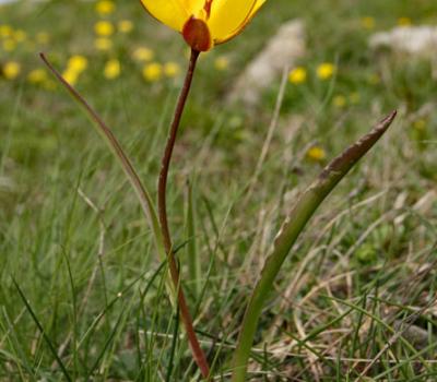 Tulipe australe2_Dévoluy