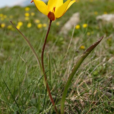 Tulipe australe2_Dévoluy
