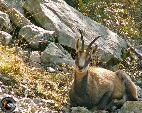 Chamois Ecrins