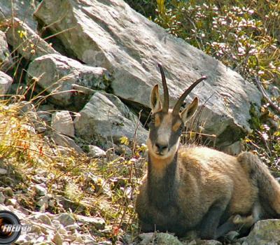 Chamois Ecrins