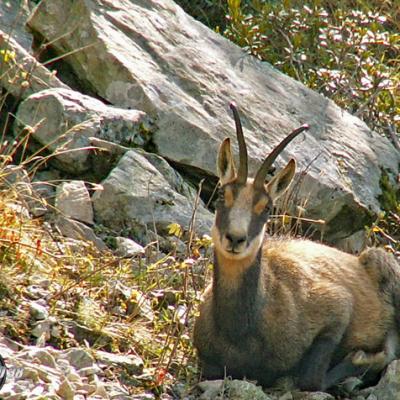 Chamois Ecrins