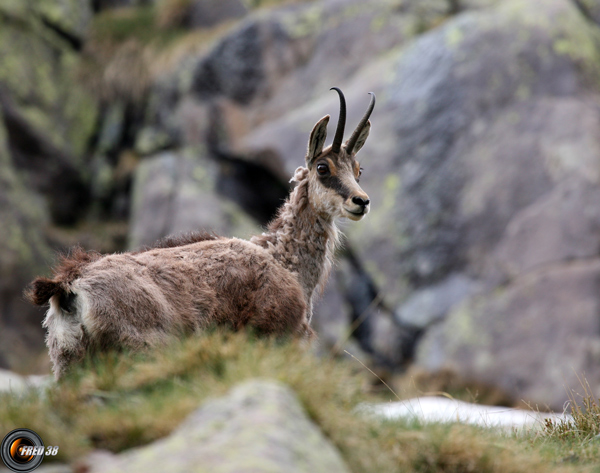 Chamois Mercantour